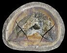 Triassic Fossil Fish In Nodule (Pos/Neg) - Madagascar #53663-1